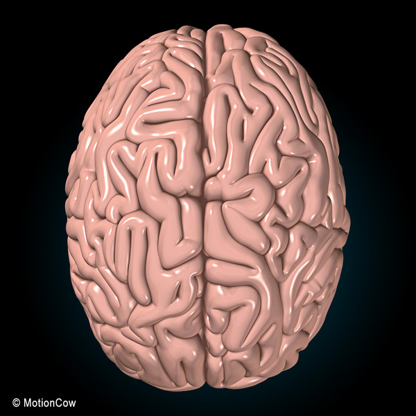 3d model human brain - Human Brain Ultimate... by MotionCow
