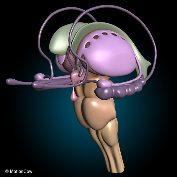 3d model human brain - Human Brain Ultimate... by MotionCow