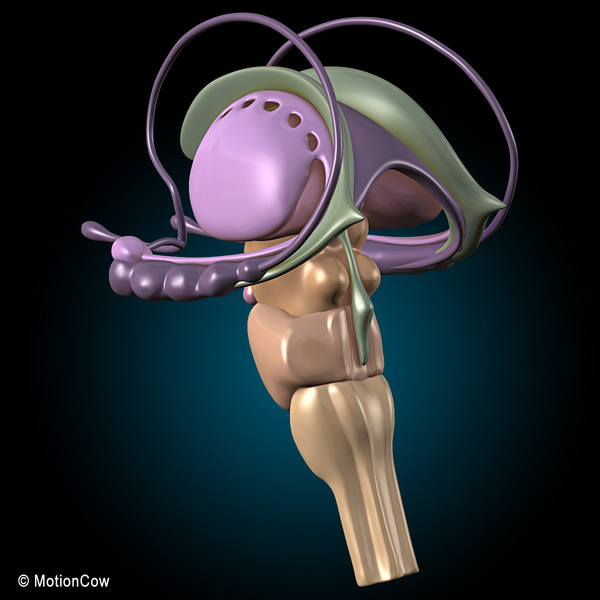 3d model human brain - Human Brain Ultimate... by MotionCow