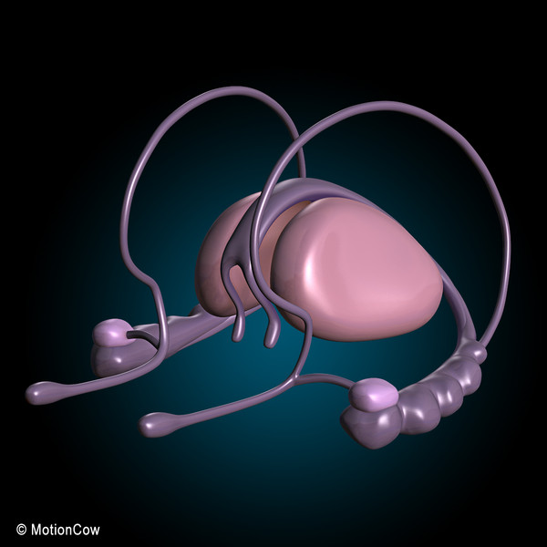 3d model human brain - Human Brain Ultimate... by MotionCow