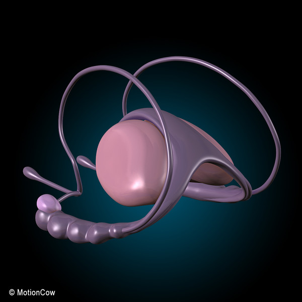 3d model human brain - Human Brain Ultimate... by MotionCow