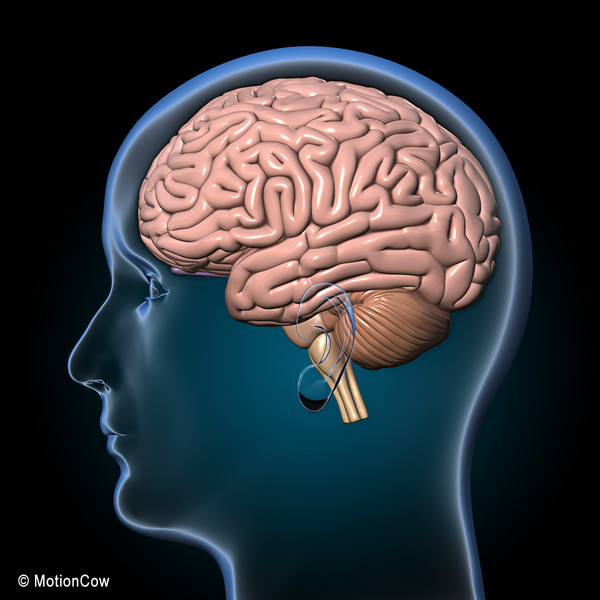 3d model human brain - Human Brain Ultimate... by MotionCow
