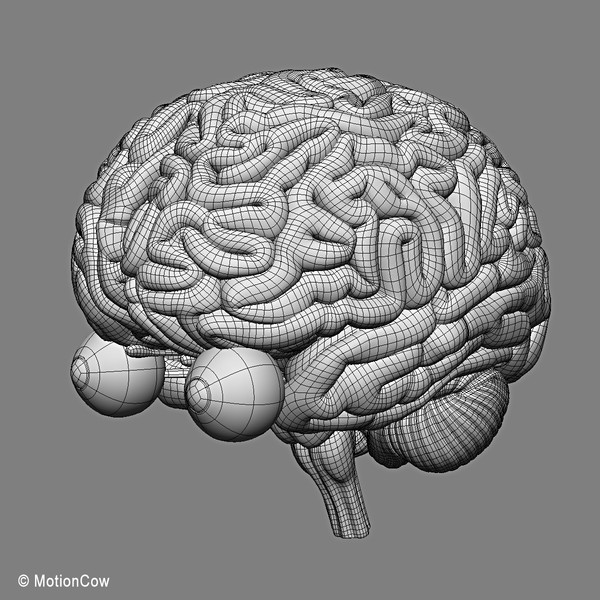 3d model human brain - Human Brain Ultimate... by MotionCow