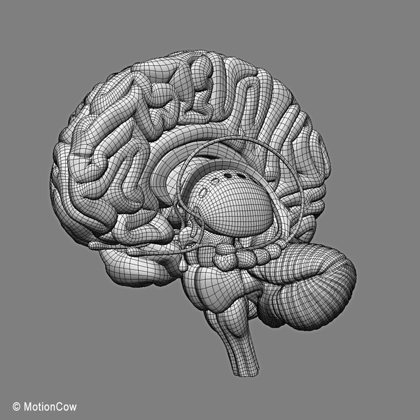 3d model human brain - Human Brain Ultimate... by MotionCow