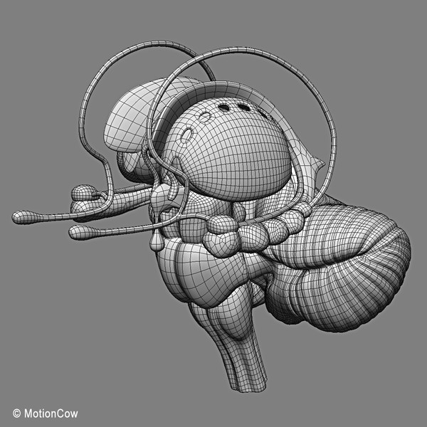 3d model human brain - Human Brain Ultimate... by MotionCow