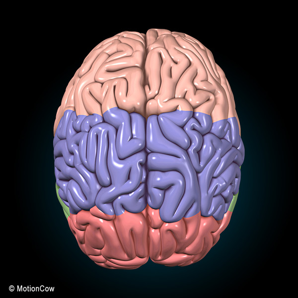 3d model human brain - Human Brain Ultimate... by MotionCow