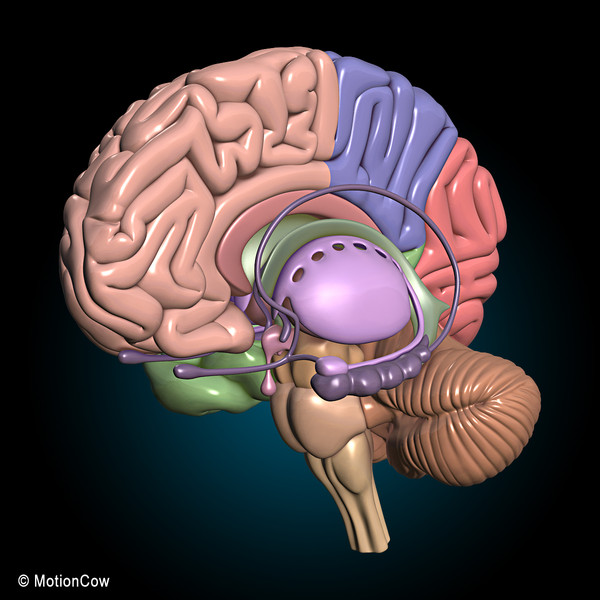 3d model human brain - Human Brain Ultimate... by MotionCow
