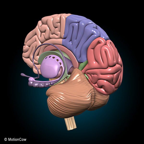 human brain 3d model