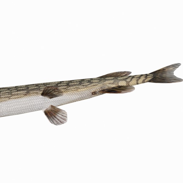 max pike northern - Northern Pike by Bob Markowski