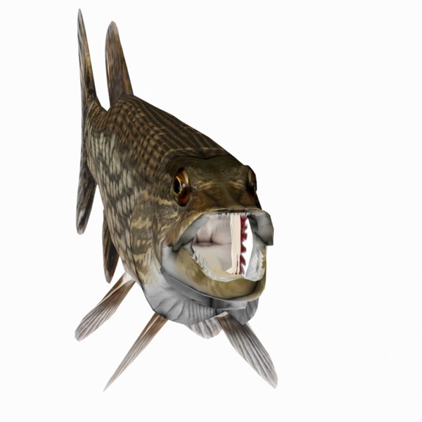 max pike northern - Northern Pike by Bob Markowski
