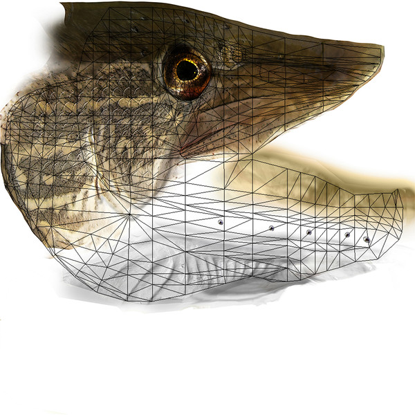 max pike northern - Northern Pike by Bob Markowski
