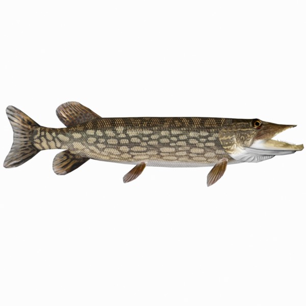 max pike northern - Northern Pike by Bob Markowski