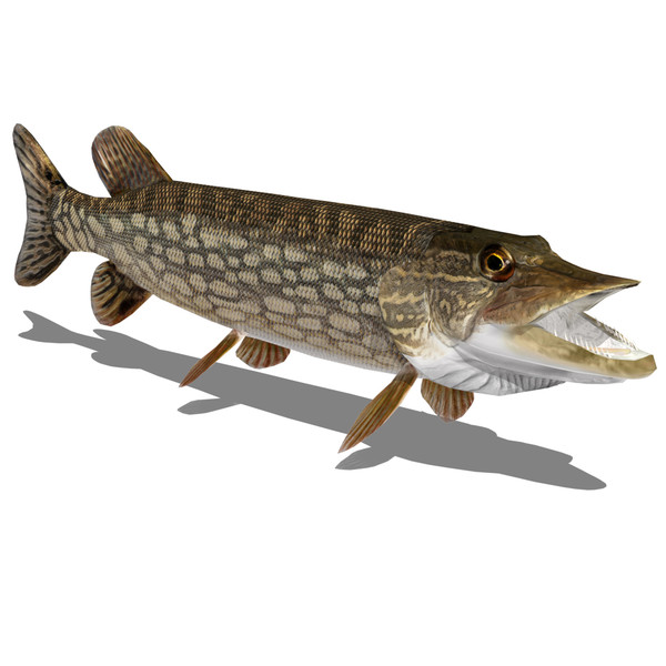 max pike northern - Northern Pike by Bob Markowski