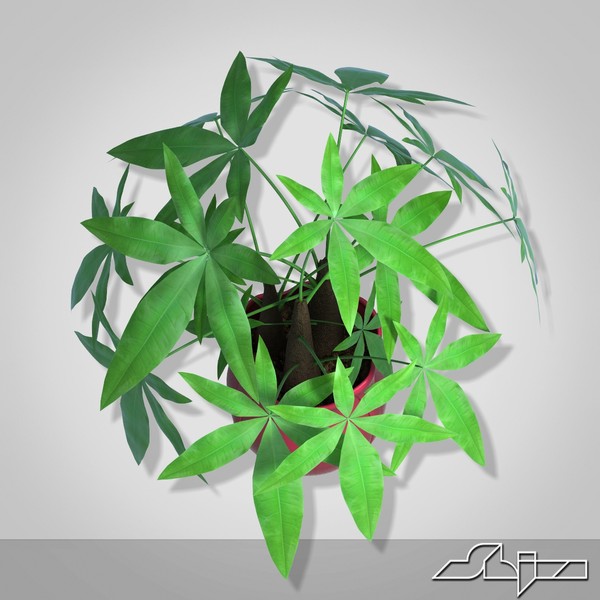 3d fratsiya houseplant - Fratsiya House Plant in Vase by shiva3d