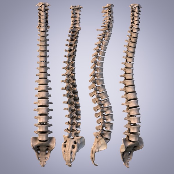 3d human spine anatomy model - Human Spine... by anatomy_3d
