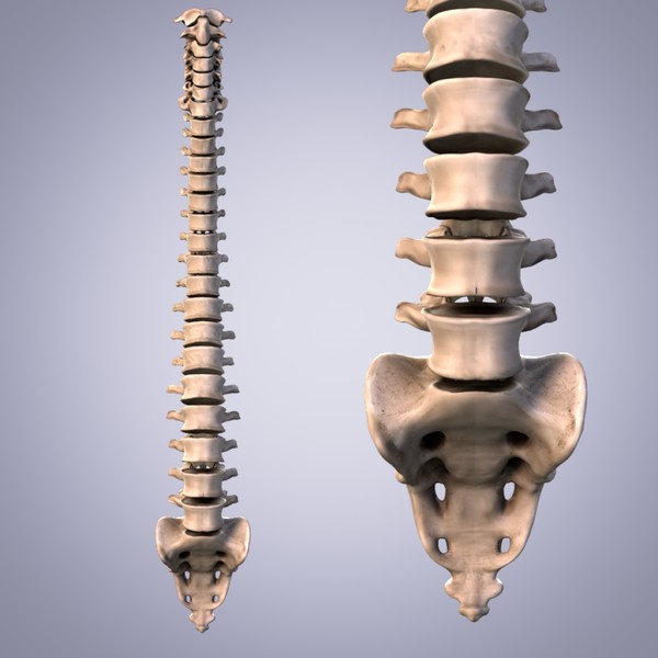 3d human spine anatomy model - Human Spine by anatomy_3d