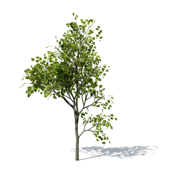 flame forest tree flowering 3d max - XfrogPlants Flame of the Forest by xfrog