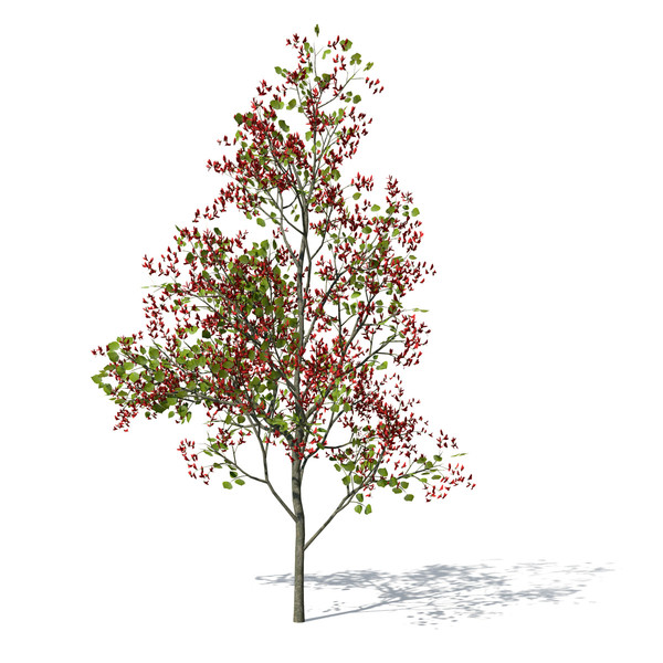flame forest tree flowering 3d max - XfrogPlants Flame of the Forest by xfrog
