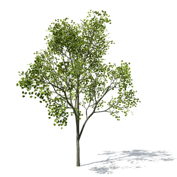 flame forest tree flowering 3d max - XfrogPlants Flame of the Forest by xfrog