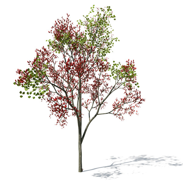 flame forest tree flowering 3d max - XfrogPlants Flame of the Forest by xfrog