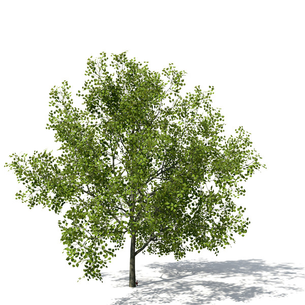 flame forest tree flowering 3d max - XfrogPlants Flame of the Forest by xfrog