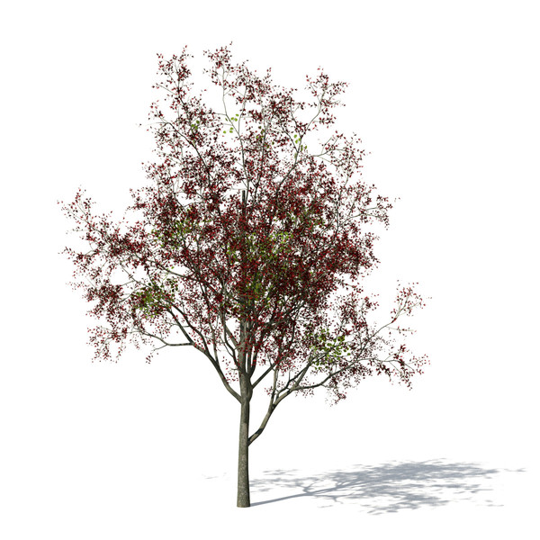 flame forest tree flowering 3d max - XfrogPlants Flame of the Forest by xfrog