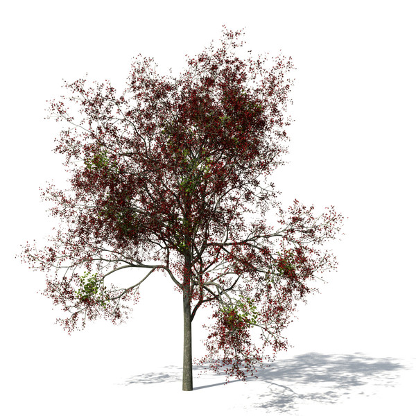 flame forest tree flowering 3d max - XfrogPlants Flame of the Forest by xfrog