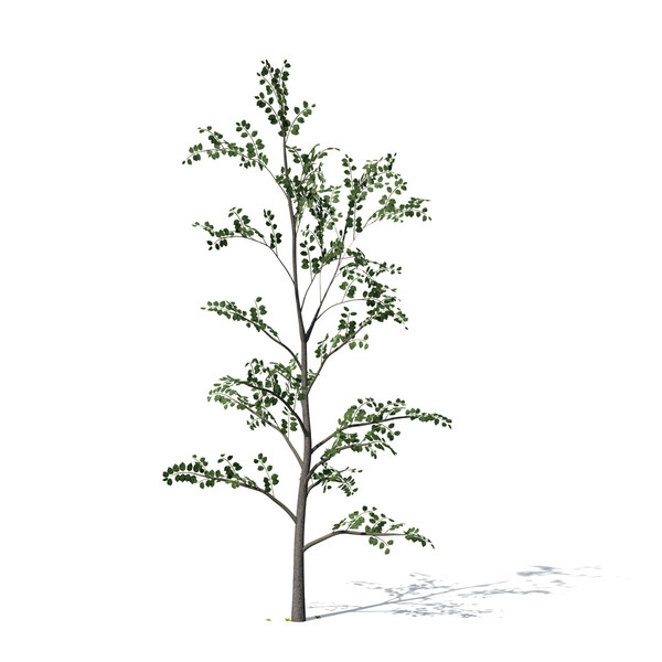 golden shower tree plant max - XfrogPlants Golden Shower Tree by xfrog