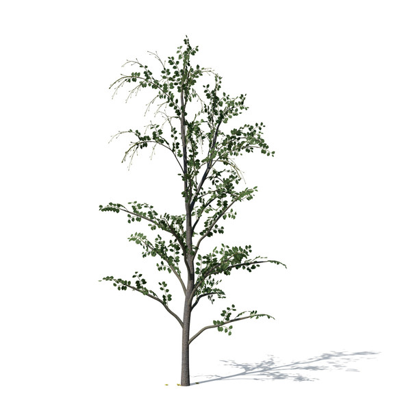 golden shower tree plant max - XfrogPlants Golden Shower Tree by xfrog