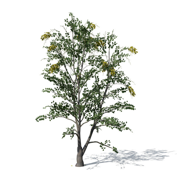 golden shower tree plant max - XfrogPlants Golden Shower Tree by xfrog