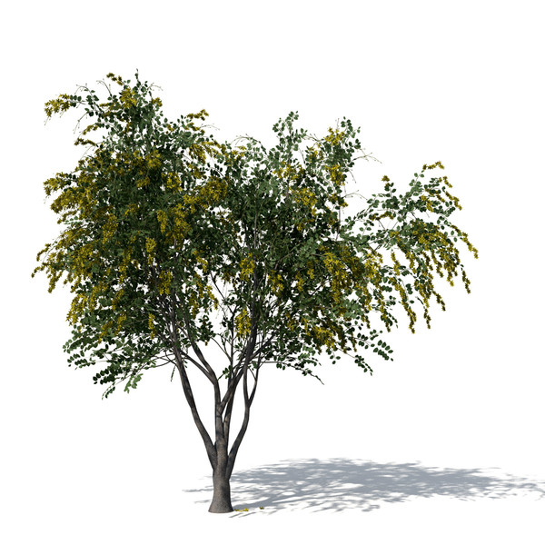 golden shower tree plant max - XfrogPlants Golden Shower Tree by xfrog