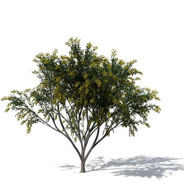 golden shower tree plant max - XfrogPlants Golden Shower Tree by xfrog