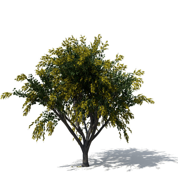 golden shower tree plant max - XfrogPlants Golden Shower Tree by xfrog