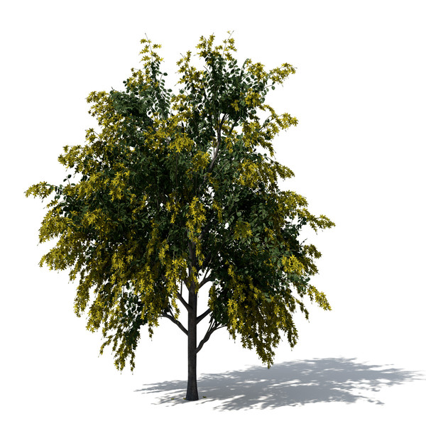 golden shower tree plant max - XfrogPlants Golden Shower Tree by xfrog