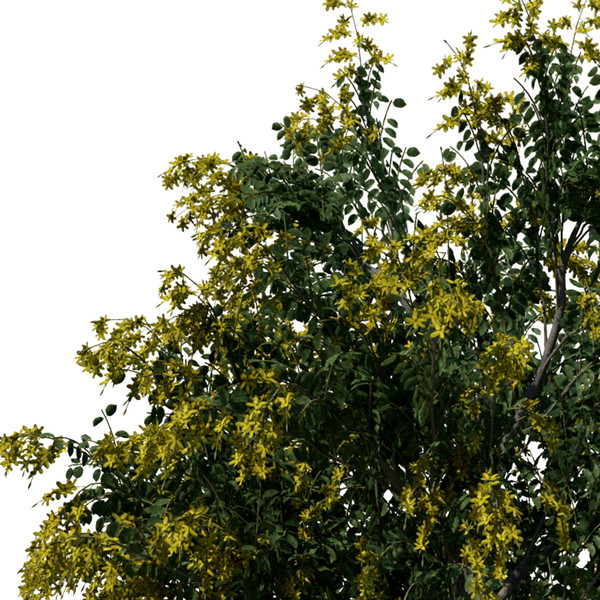 golden shower tree plant max - XfrogPlants Golden Shower Tree by xfrog