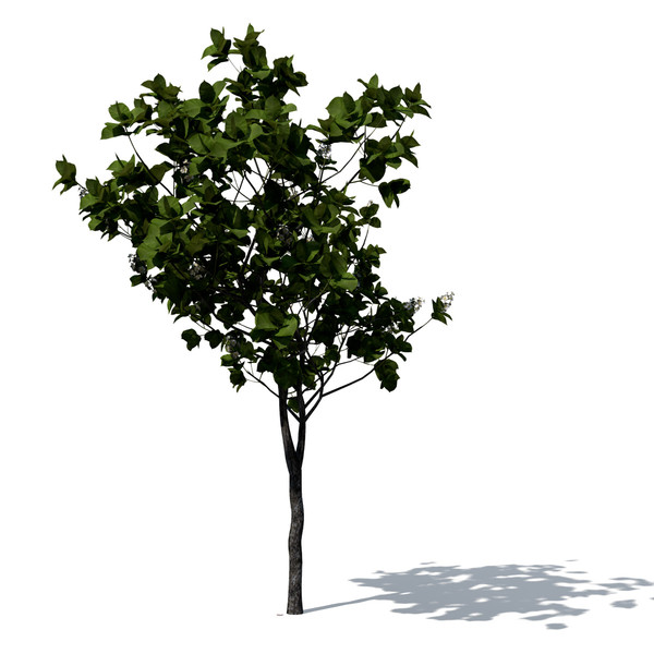 3d model quince trees - XfrogPlants Quince by xfrog