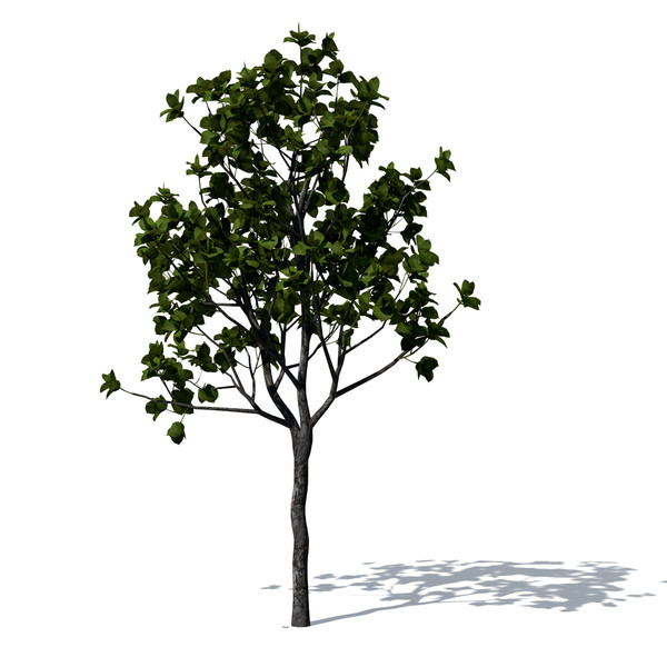 3d model quince trees - XfrogPlants Quince by xfrog