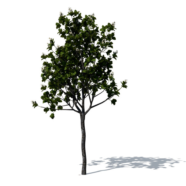 3d model quince trees - XfrogPlants Quince by xfrog