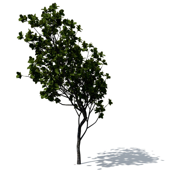 3d model quince trees - XfrogPlants Quince by xfrog