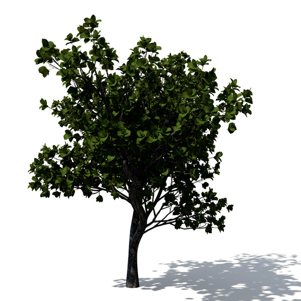 3d model quince trees - XfrogPlants Quince by xfrog