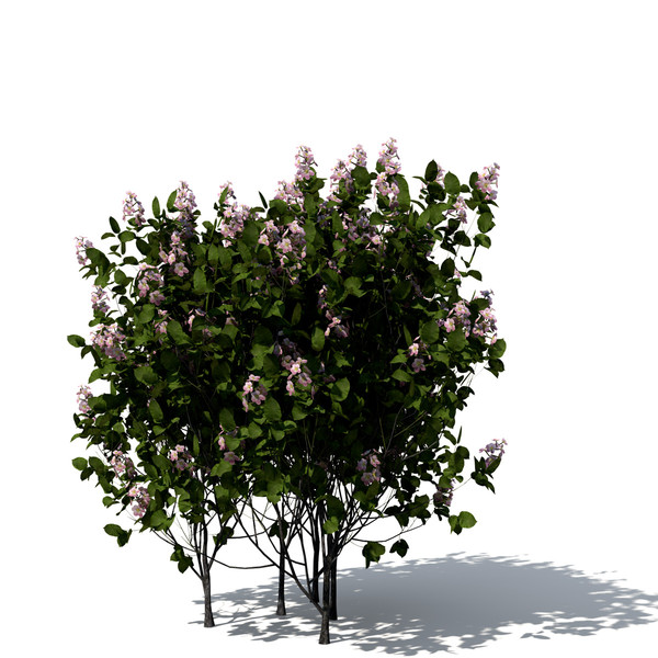 3d model quince trees - XfrogPlants Quince by xfrog