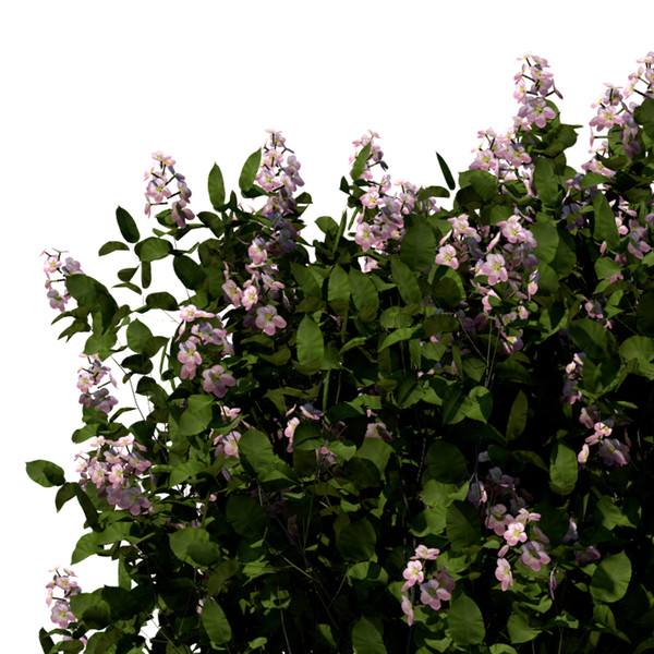 3d model quince trees - XfrogPlants Quince by xfrog