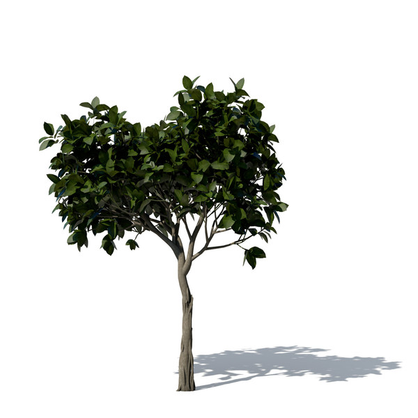 banyan trees 3d model - XfrogPlants Banyan by xfrog