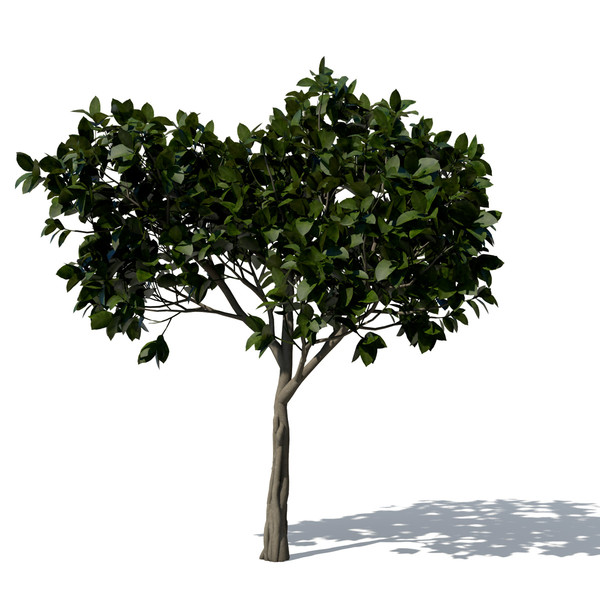 banyan trees 3d model - XfrogPlants Banyan by xfrog