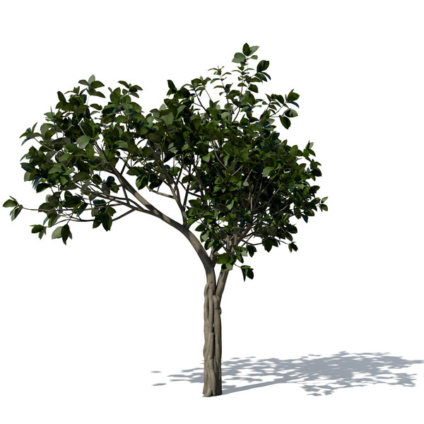 banyan trees 3d model - XfrogPlants Banyan by xfrog