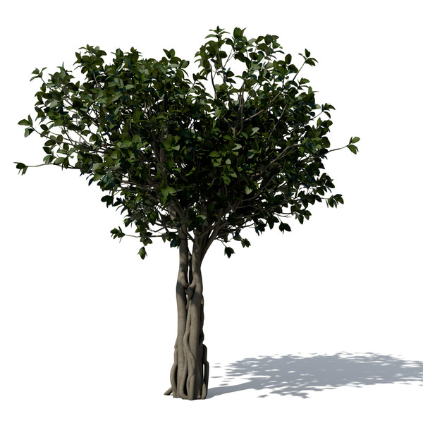 banyan trees 3d model - XfrogPlants Banyan by xfrog