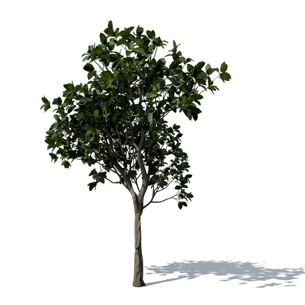banyan trees 3d model - XfrogPlants Banyan by xfrog