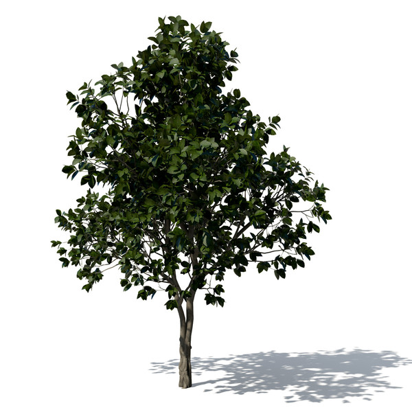 banyan trees 3d model - XfrogPlants Banyan by xfrog