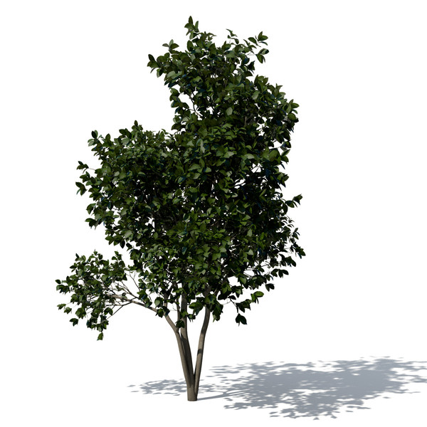 banyan trees 3d model - XfrogPlants Banyan by xfrog
