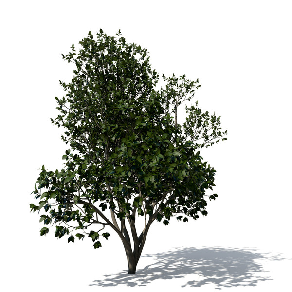banyan trees 3d model - XfrogPlants Banyan by xfrog